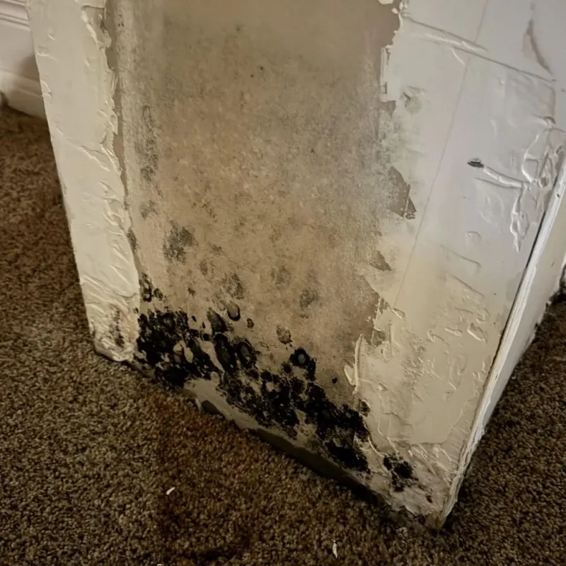 Professional Mold Removal in Howell County, MO